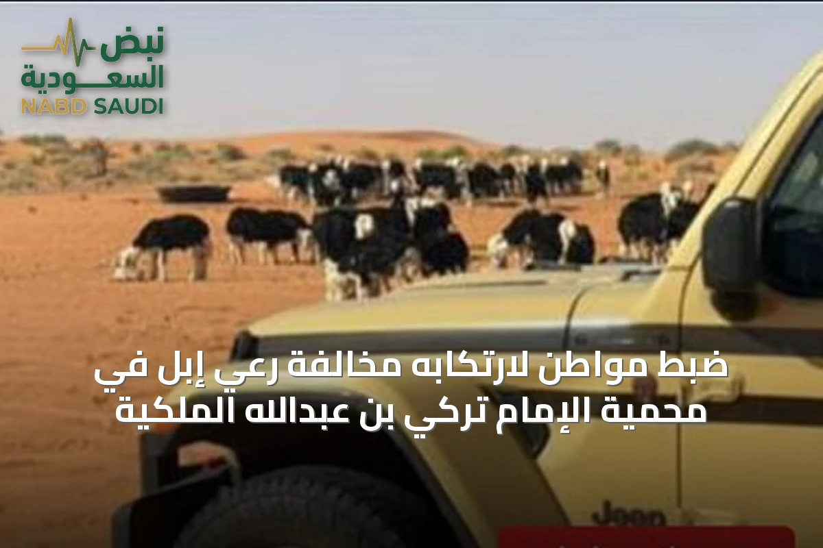 ضبط مواطن لارتكابه مخالفة رعي إبل في محمية الإمام تركي بن عبدالله الملكية