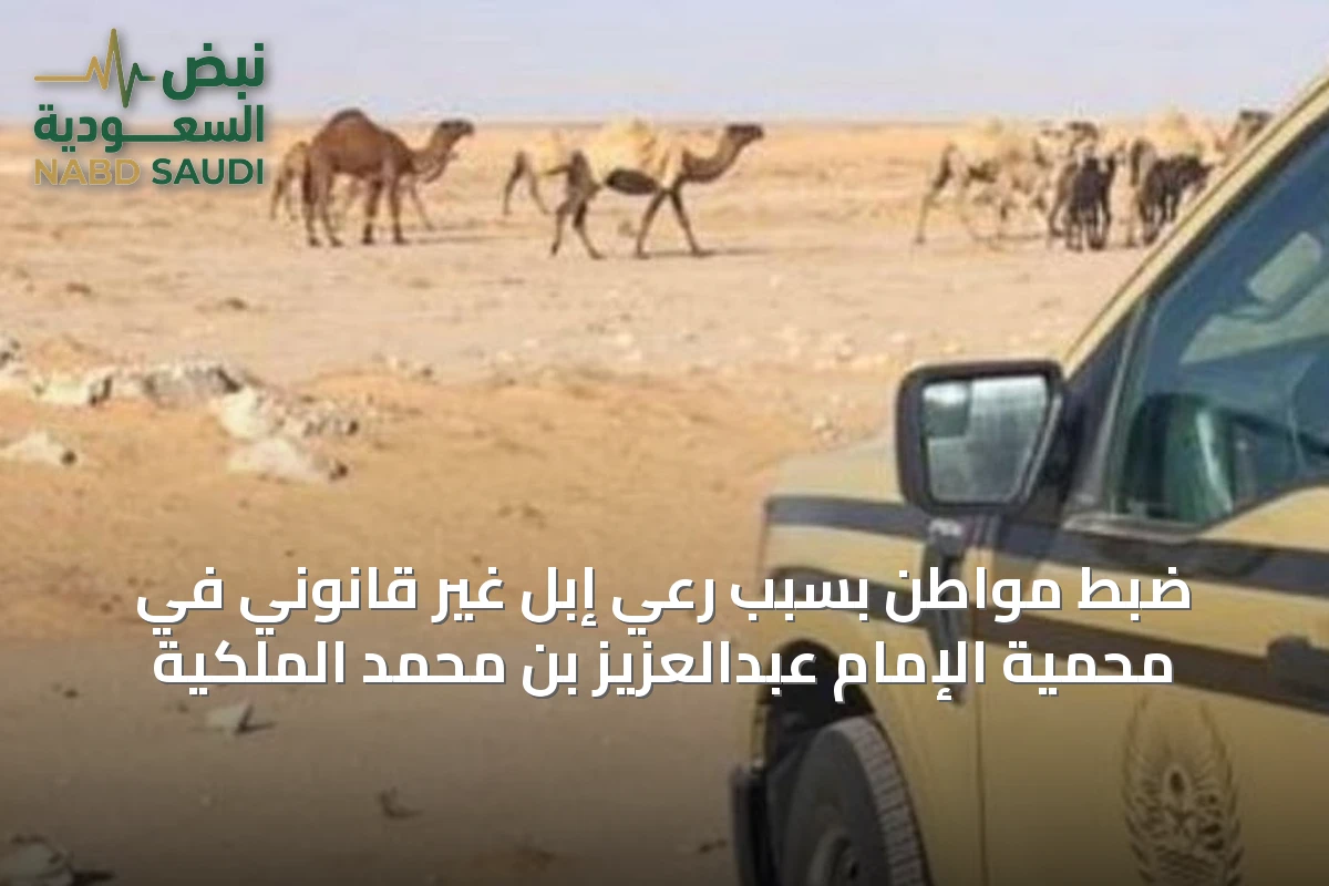 ضبط مواطن بسبب رعي إبل غير قانوني في محمية الإمام عبدالعزيز بن محمد الملكية