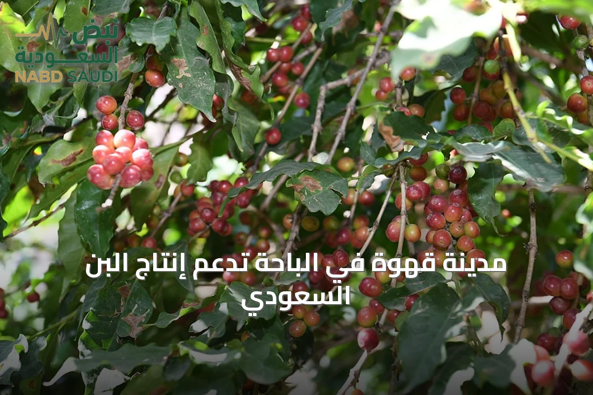مدينة قهوة في الباحة تدعم إنتاج البن السعودي