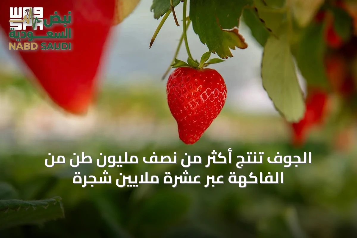 الجوف تنتج أكثر من نصف مليون طن من الفاكهة عبر عشرة ملايين شجرة