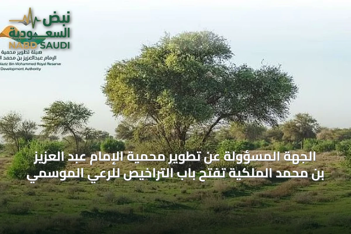 الجهة المسؤولة عن تطوير محمية الإمام عبد العزيز بن محمد الملكية تفتح باب التراخيص للرعي الموسمي