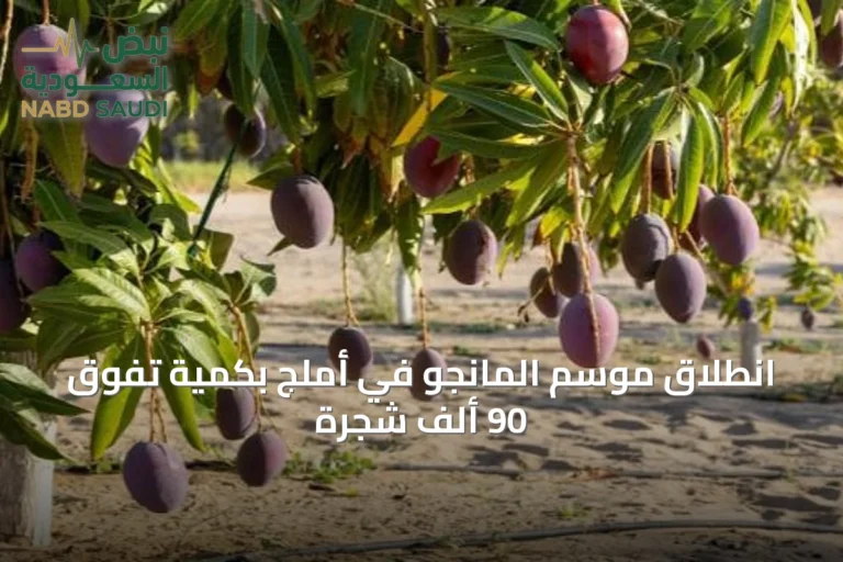 انطلاق موسم المانجو في أملج بكمية تفوق 90 ألف شجرة