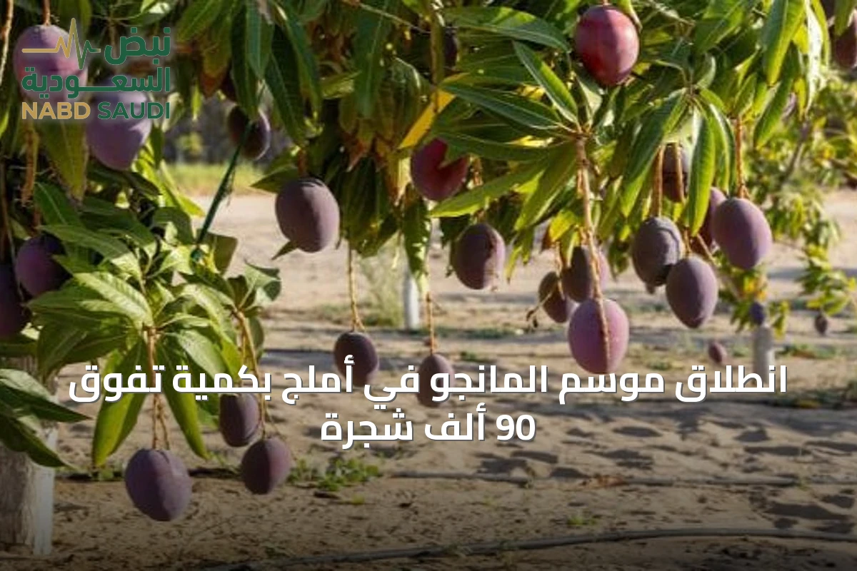 انطلاق موسم المانجو في أملج بكمية تفوق 90 ألف شجرة