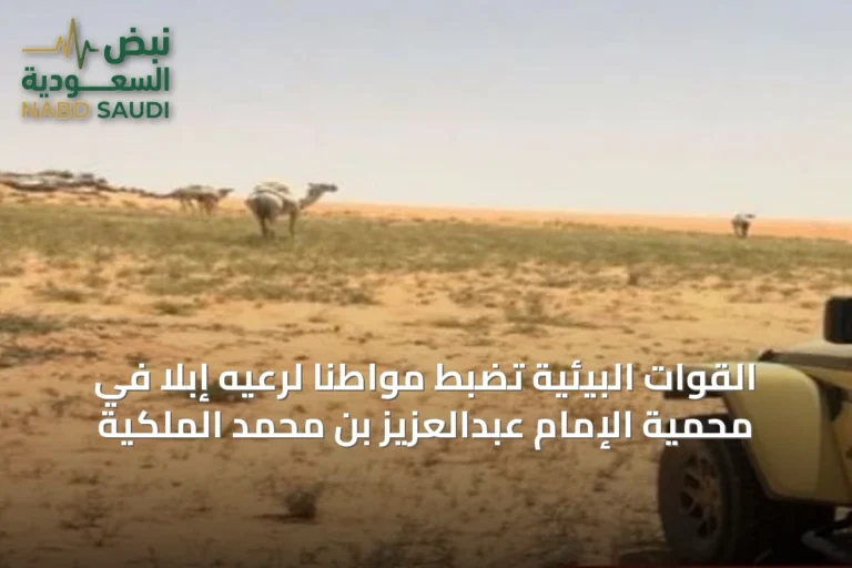 القوات البيئية تضبط مواطناً لرعيه إبلاً في محمية الإمام عبدالعزيز بن محمد الملكية