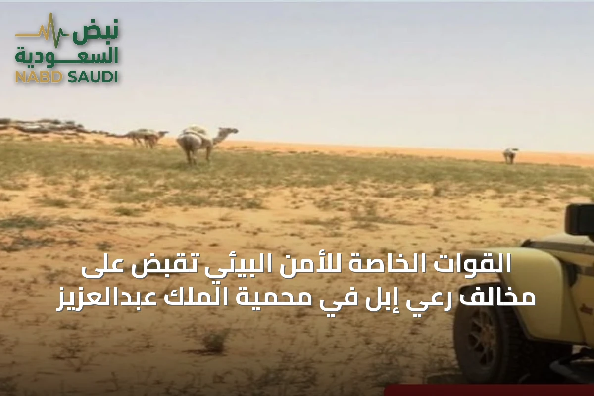 القوات الخاصة للأمن البيئي تُقَبض على مخالف رعي إبل في محمية الملك عبدالعزيز