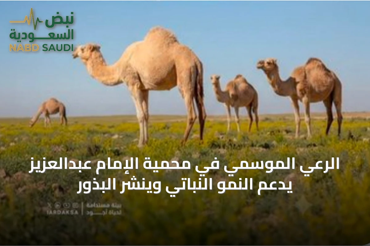 الرعي الموسمي في محمية الإمام عبدالعزيز يدعم النمو النباتي وينشر البذور