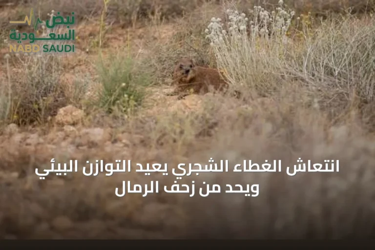 انتعاش الغطاء الشجري يعيد التوازن البيئي ويحد من زحف الرمال