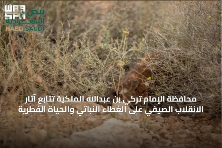 محافظة الإمام تركي بن عبدالله الملكية تتابع آثار الانقلاب الصيفي على الغطاء النباتي والحياة الفطرية