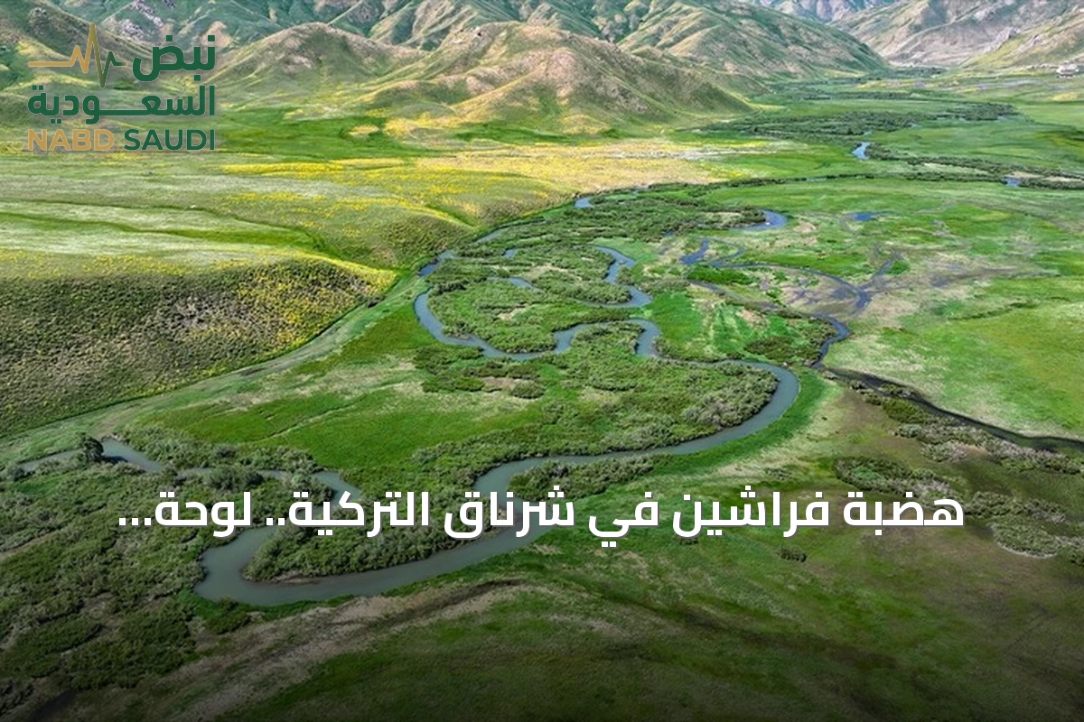هضبة فراشين في شرناق التركية.. لوحة طبيعية تمتزج فيها الثلوج والمروج الخضراء