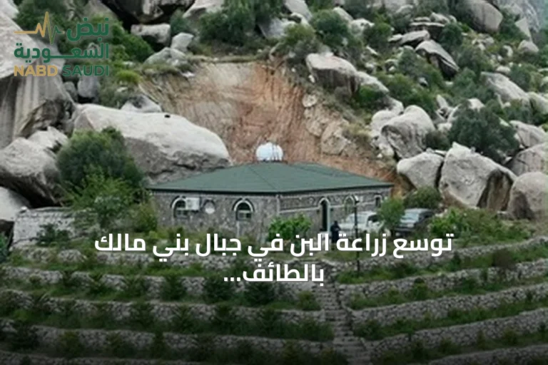توسع زراعة البن في جبال بني مالك بالطائف بدعم حكومي
