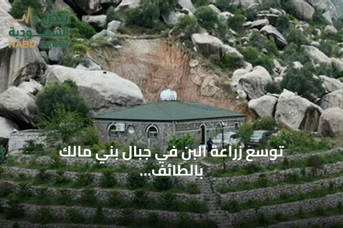 توسع زراعة البن في جبال بني مالك بالطائف بدعم حكومي