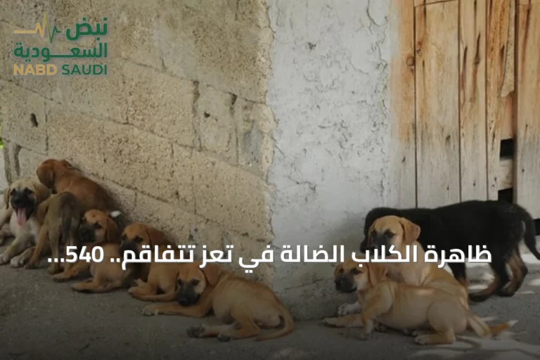 ظاهرة الكلاب الضالة في تعز تتفاقم.. 540 حالة عض و4 وفيات بداء الكلب منذ مطلع العام