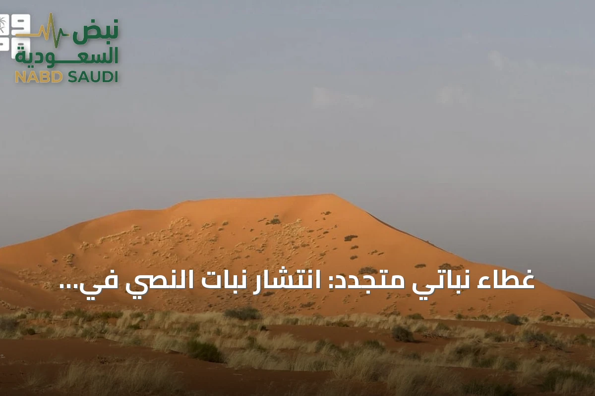 غطاء نباتي متجدد: انتشار نبات النصي في كثبان عرق الأشياخ جنوب رفحاء