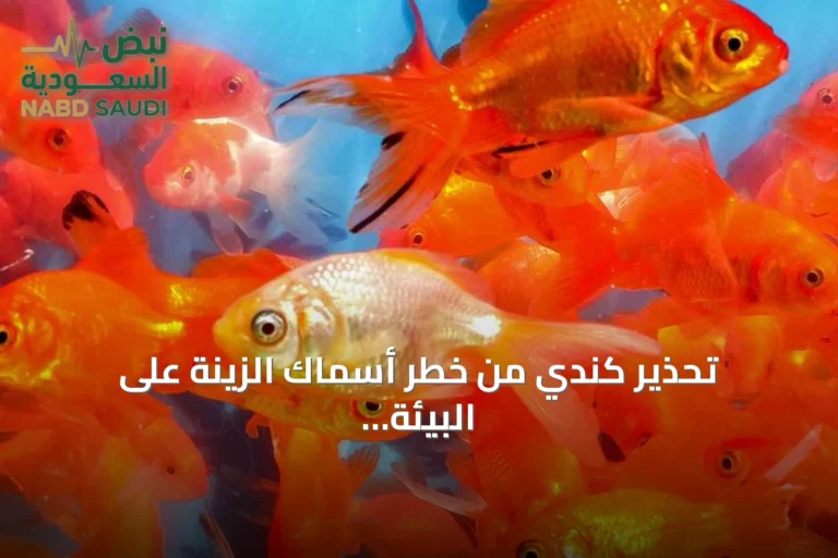 تحذير كندي من خطر أسماك الزينة على البيئة بعد اكتشاف عينة ضخمة في ألبرتا