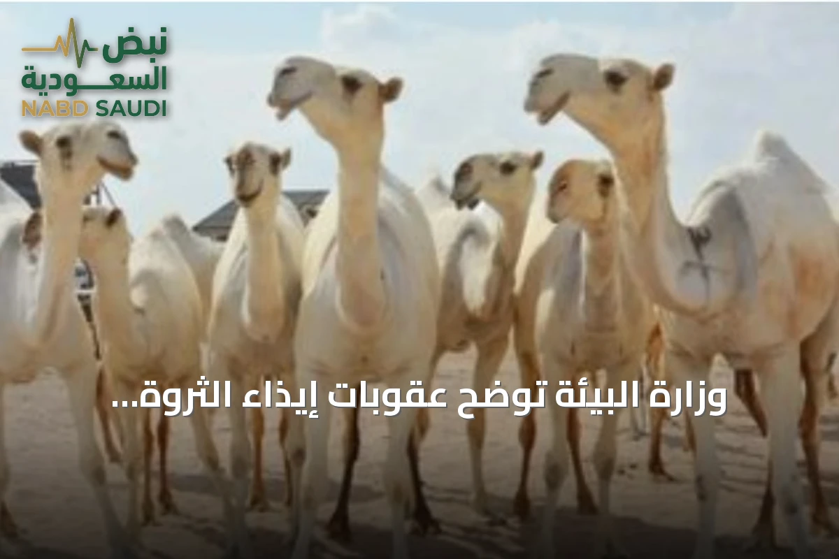 وزارة البيئة توضح عقوبات إيذاء الثروة الحيوانية وتدعو للالتزام بالأنظمة في مهرجانات الإبل