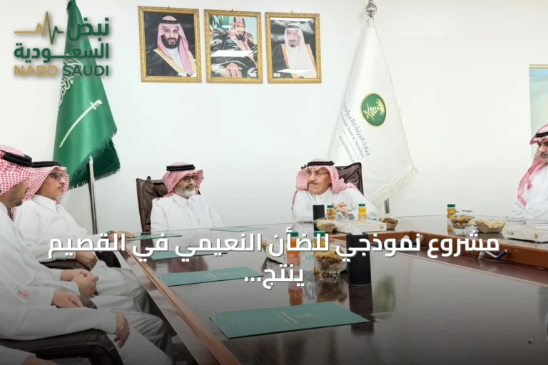 مشروع نموذجي للضأن النعيمي في القصيم ينتج 221 ألف كيلوجرام من اللحوم سنوياً