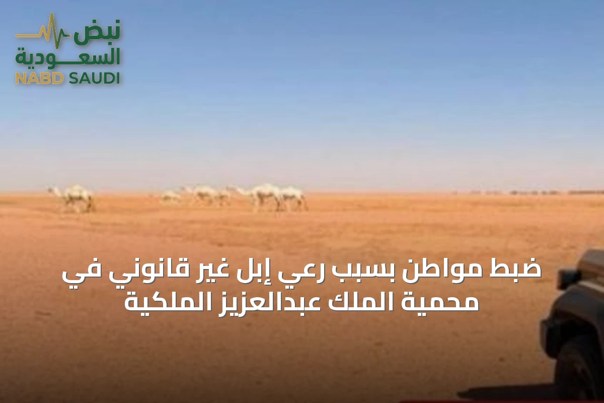 ضبط مواطن بسبب رعي إبل غير قانوني في محمية الملك عبدالعزيز الملكية
