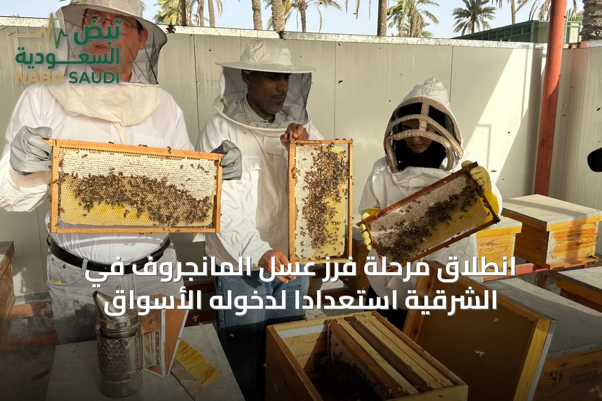 انطلاق مرحلة فرز عسل المانجروف في الشرقية استعداداً لدخوله الأسواق