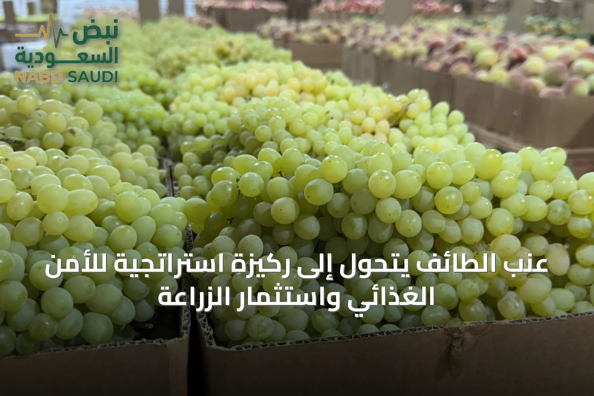 عنب الطائف يتحول إلى ركيزة استراتجية للأمن الغذائي واستثمار الزراعة