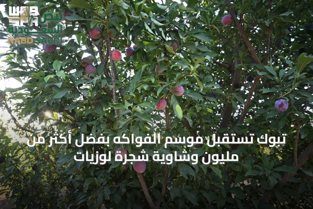 تبوك تستقبل موسم الفواكه بفضل أكثر من مليون وشاوية شجرة لوزيات