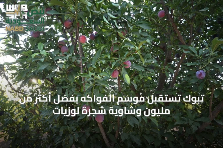 تبوك تستقبل موسم الفواكه بفضل أكثر من مليون وشاوية شجرة لوزيات