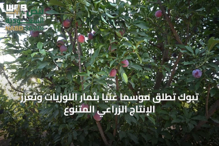 تبوك تُطلق موسمًا غنيًا بثمار اللوزيات وتُعزز الإنتاج الزراعي المتنوع