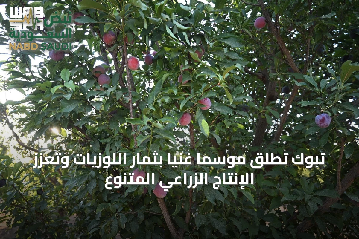 تبوك تُطلق موسمًا غنيًا بثمار اللوزيات وتُعزز الإنتاج الزراعي المتنوع