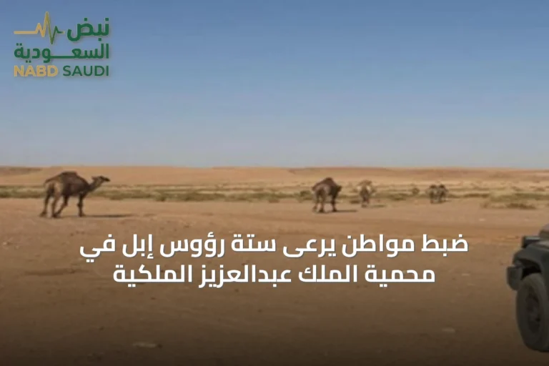 ضبط مواطن يرعى ستة رؤوس إبل في محمية الملك عبدالعزيز الملكية