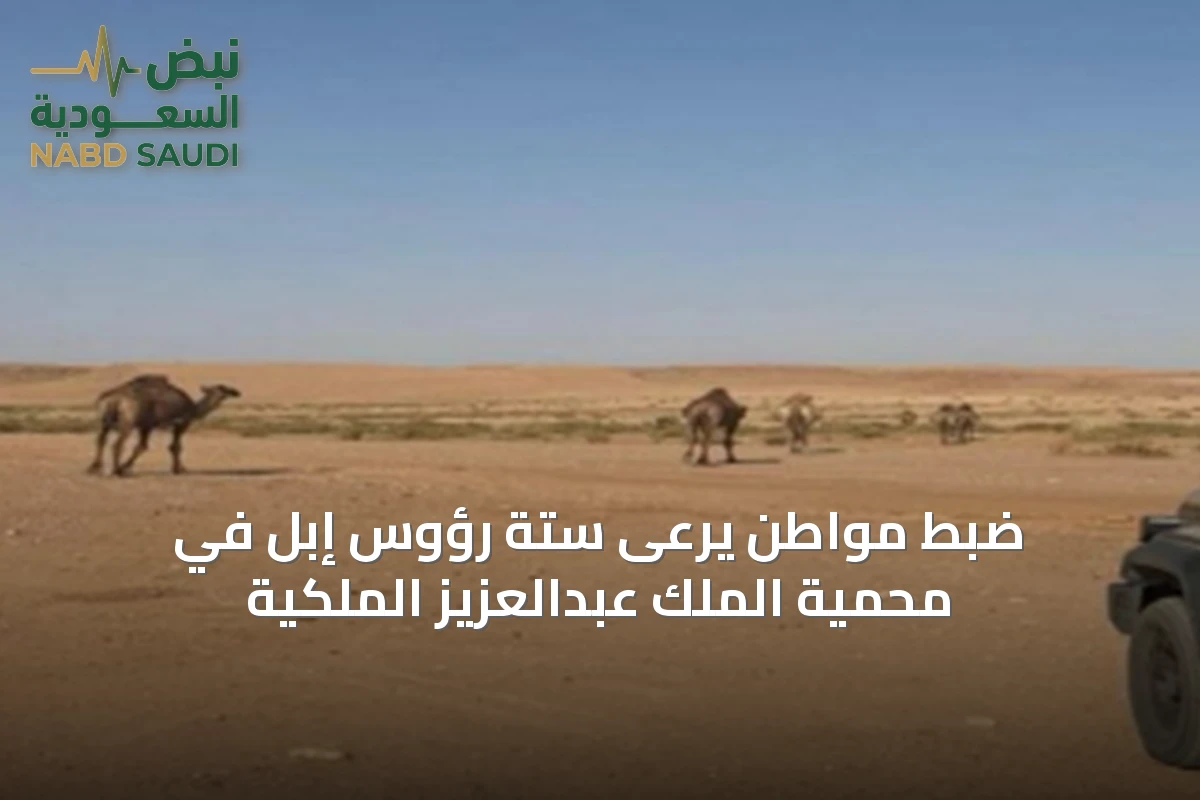 ضبط مواطن يرعى ستة رؤوس إبل في محمية الملك عبدالعزيز الملكية
