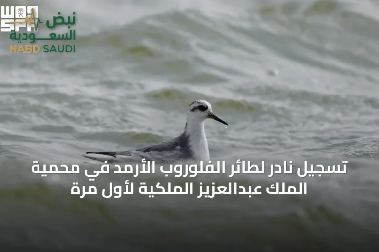 تسجيل نادر لطائر الفلوروب الأرمد في محمية الملك عبدالعزيز الملكية لأول مرة