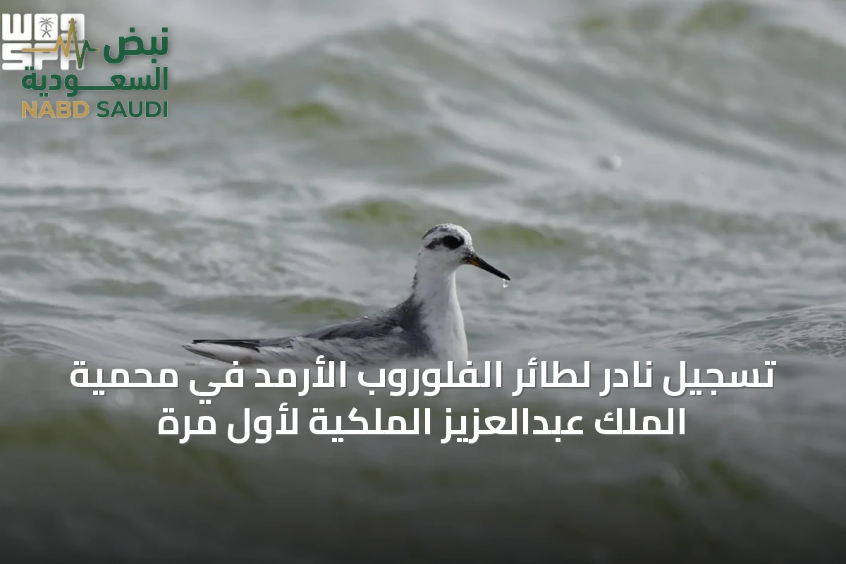 تسجيل نادر لطائر الفلوروب الأرمد في محمية الملك عبدالعزيز الملكية لأول مرة