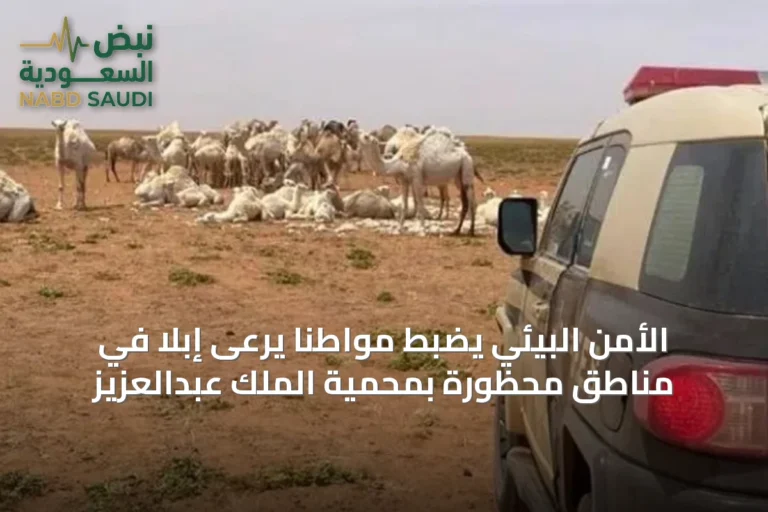الأمن البيئي يضبط مواطنًا يرعى إبلًا في مناطق محظورة بمحمية الملك عبدالعزيز