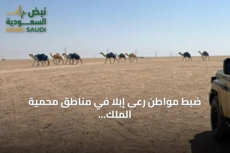 ضبط مواطن رعى إبلاً في مناطق محمية الملك عبدالعزيز المحظورة