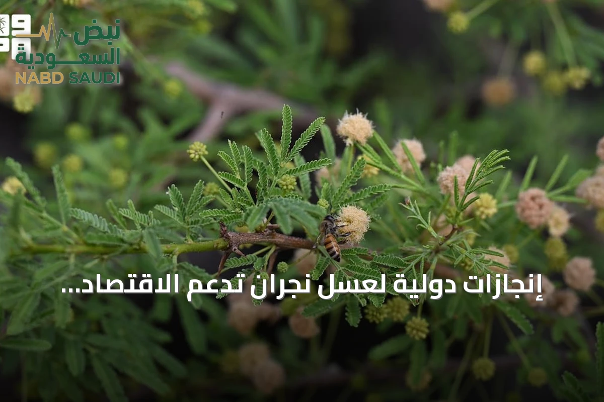 إنجازات دولية لعسل نجران تدعم الاقتصاد المحلي وترفع جودة الإنتاج