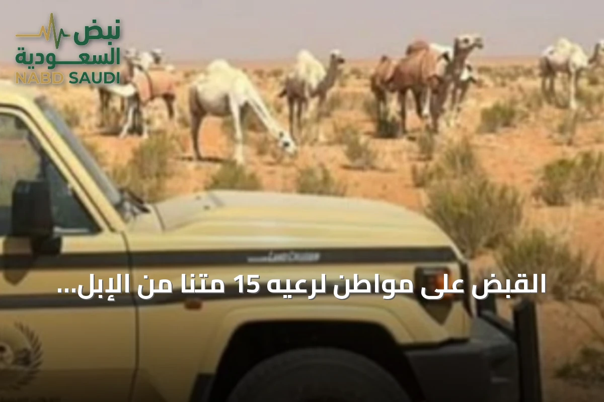 القبض على مواطن لرعيه 15 متنًا من الإبل داخل محمية الإمام تركي بن عبدالله الملكية