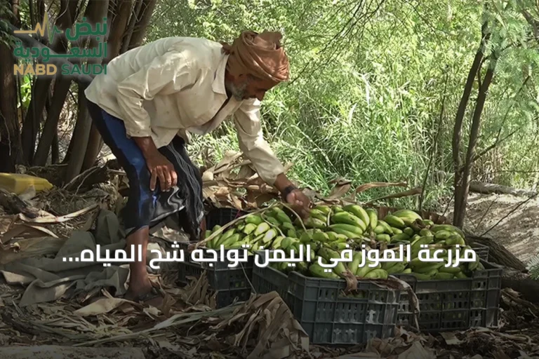 مزرعة الموز في اليمن تواجه شح المياه وارتفاع تكلفة الوقود