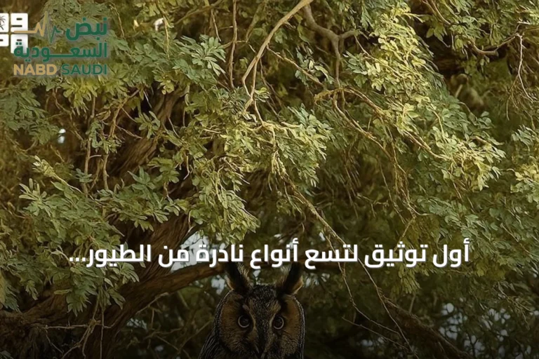أول توثيق لتسع أنواع نادرة من الطيور المهاجرة داخل محمية الملك عبدالعزيز الملكية