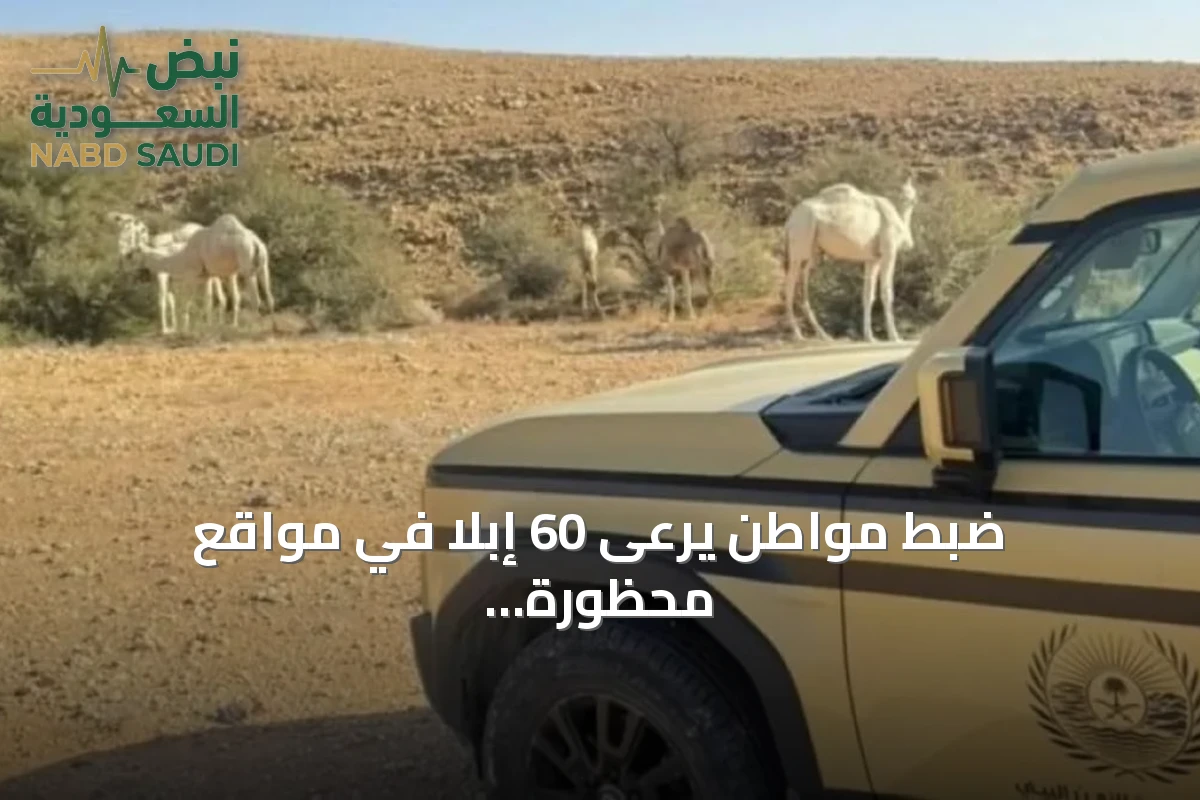 ضبط مواطن يرعى 60 إبلاً في مواقع محظورة بالمحمية