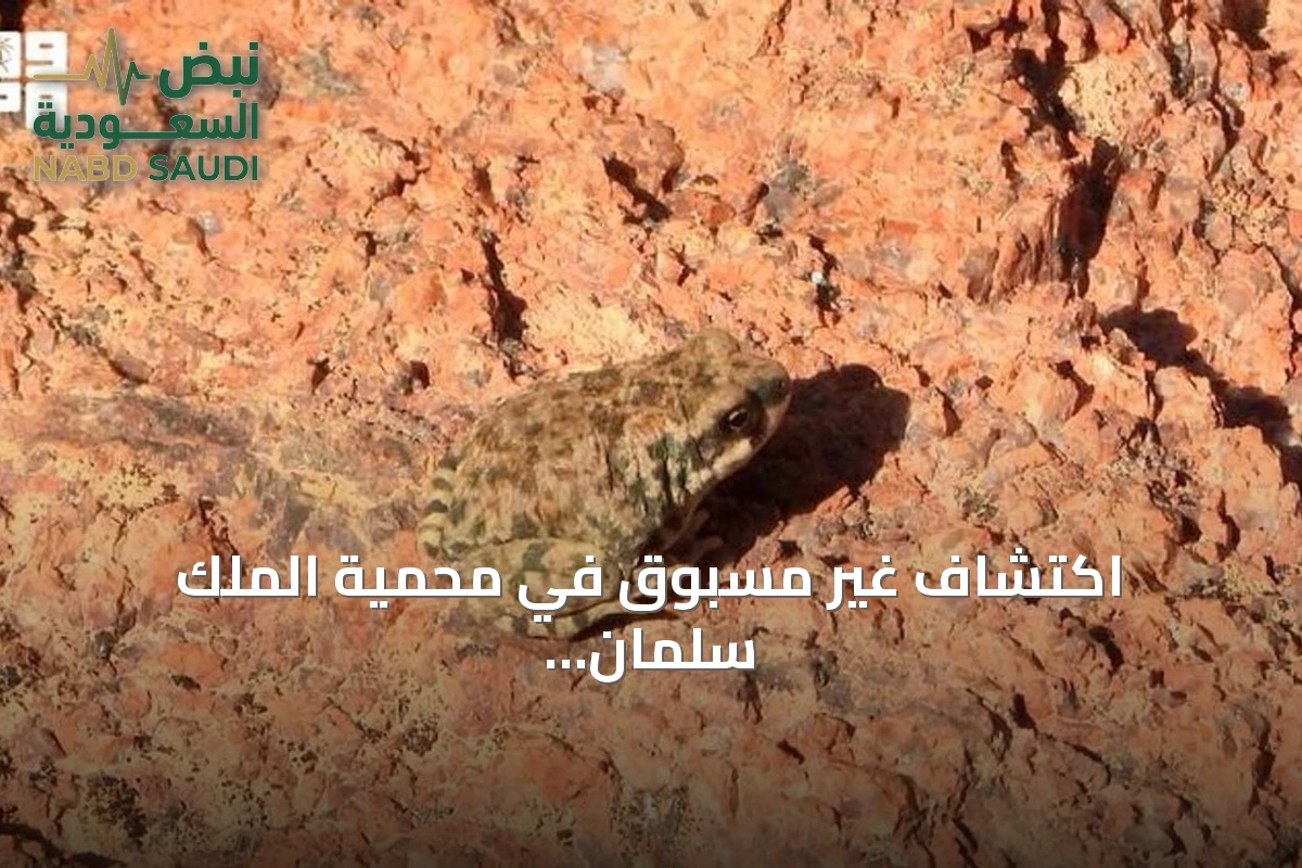 اكتشاف غير مسبوق في محمية الملك سلمان: شراغيف صغيرة تفترس أفراداً أكبر من نوعها