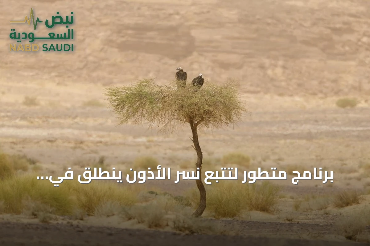 برنامج متطور لتتبع نسر الأذون ينطلق في العُلا بالتعاون مع كاوست