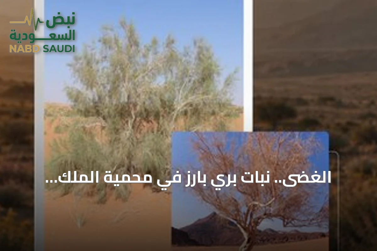 الغضى.. نبات بري بارز في محمية الملك سلمان يدعم استدامة النظم البيئية