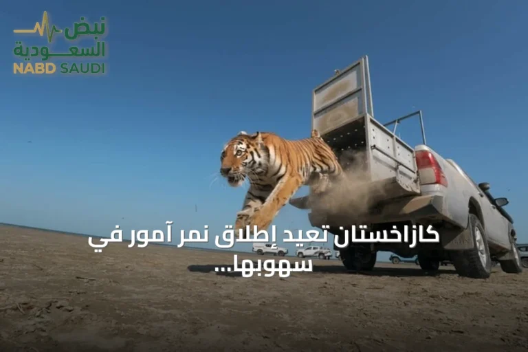 كازاخستان تعيد إطلاق نمر آمور في سهوبها بعد انقراض دام 70 عاماً