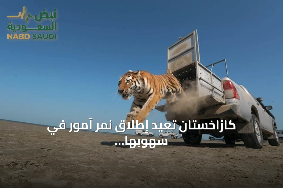 كازاخستان تعيد إطلاق نمر آمور في سهوبها بعد انقراض دام 70 عاماً