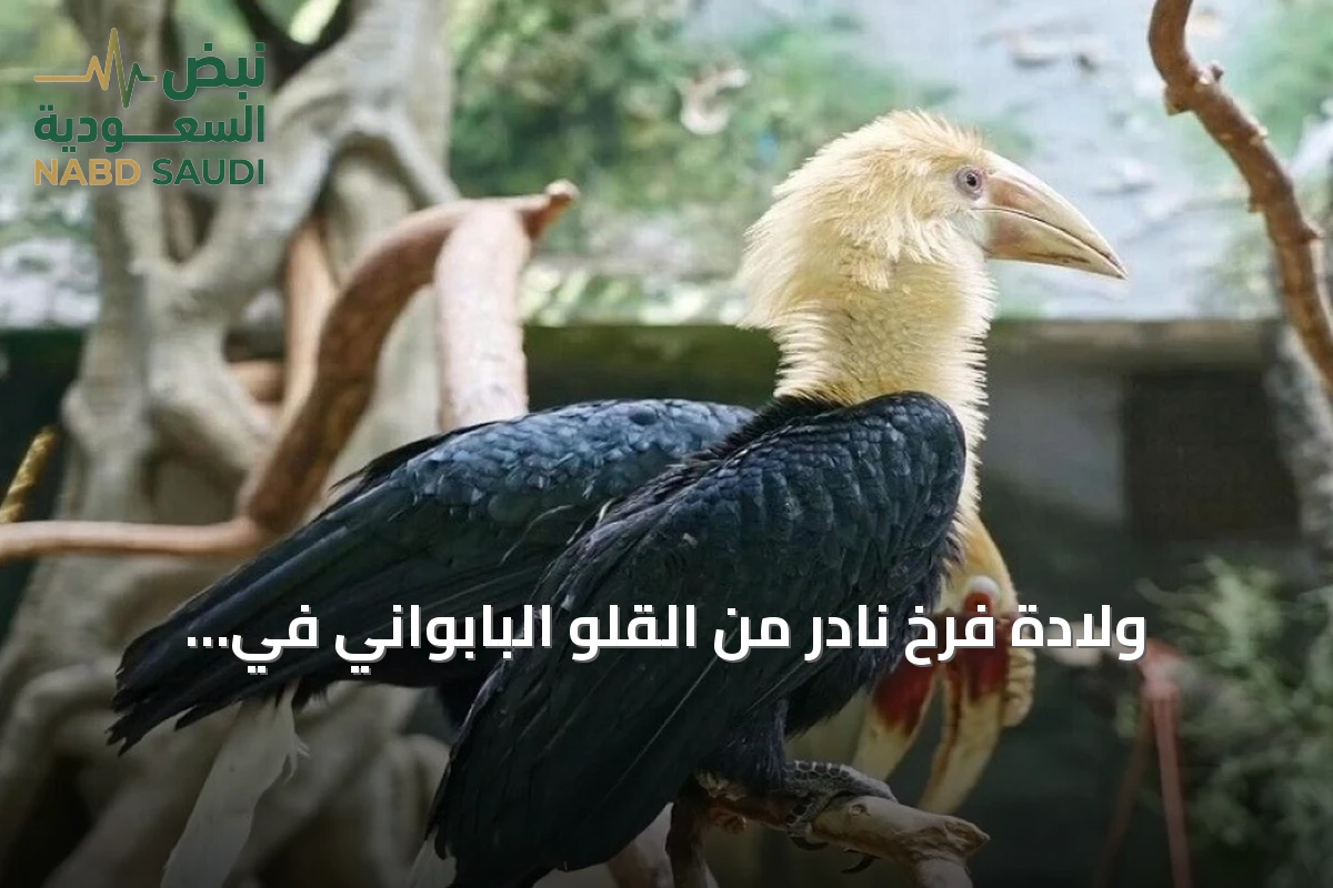 ولادة فرخ نادر من القلو البابواني في حديقة حيوان موسكو