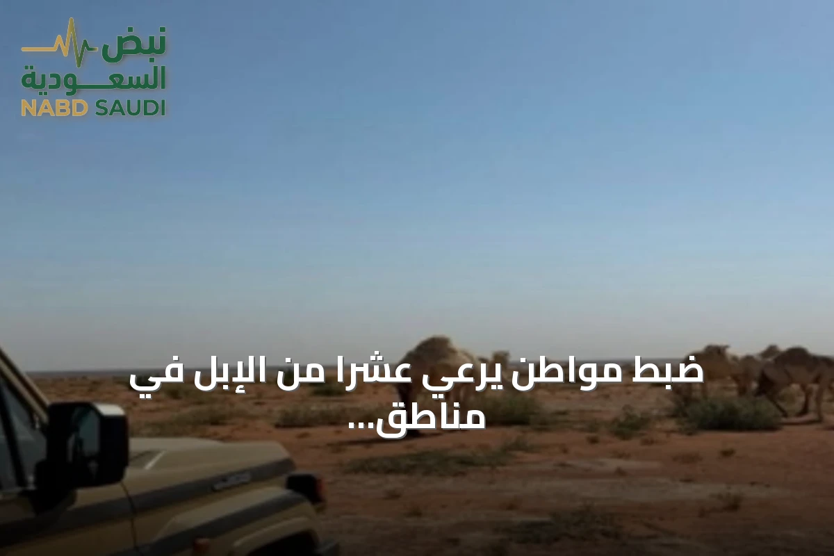 ضبط مواطن يرعي عشراً من الإبل في مناطق محظورة بالمحمية الملكية
