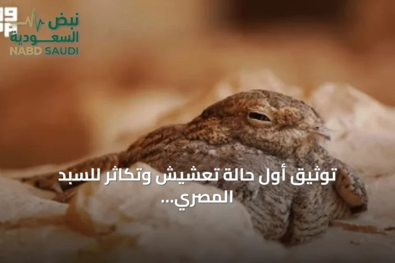 توثيق أول حالة تعشيش وتكاثر للسبد المصري داخل محمية الملك عبدالعزيز