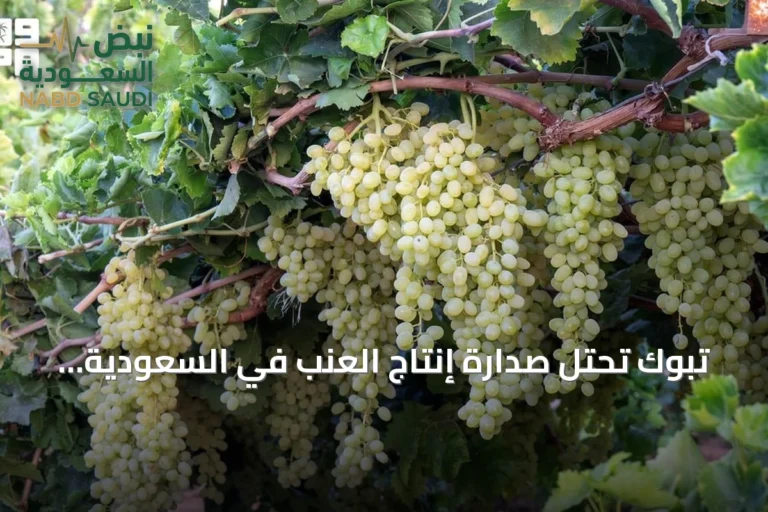 تبوك تحتل صدارة إنتاج العنب في السعودية بـ 1.5 مليون شجرة ونسبة 40٪ من الإجمالي