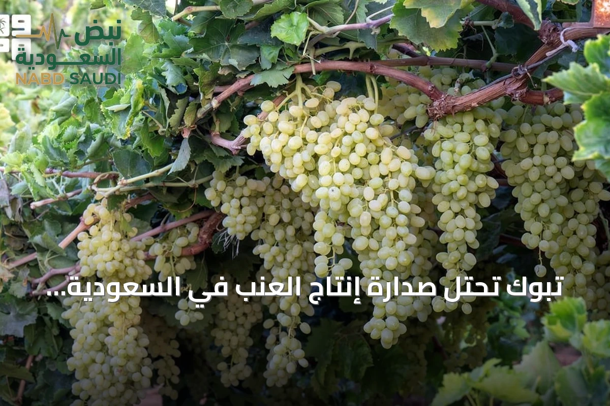 تبوك تحتل صدارة إنتاج العنب في السعودية بـ 1.5 مليون شجرة ونسبة 40٪ من الإجمالي