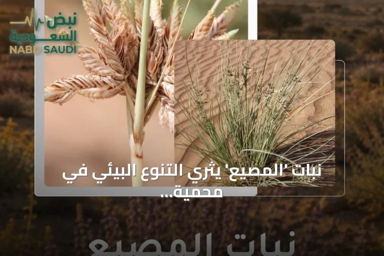 نبات 'المصيع' يثري التنوع البيئي في محمية الملك سلمان الملكية