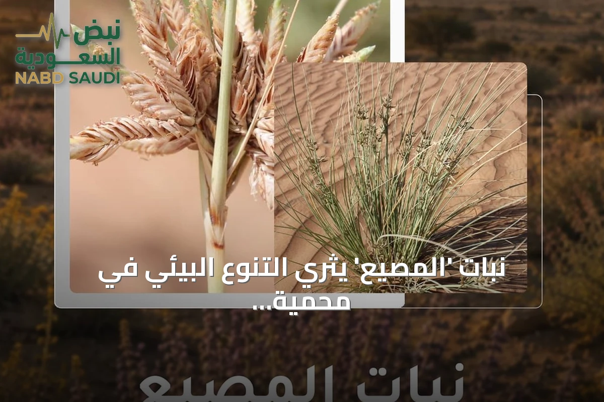 نبات 'المصيع' يثري التنوع البيئي في محمية الملك سلمان الملكية